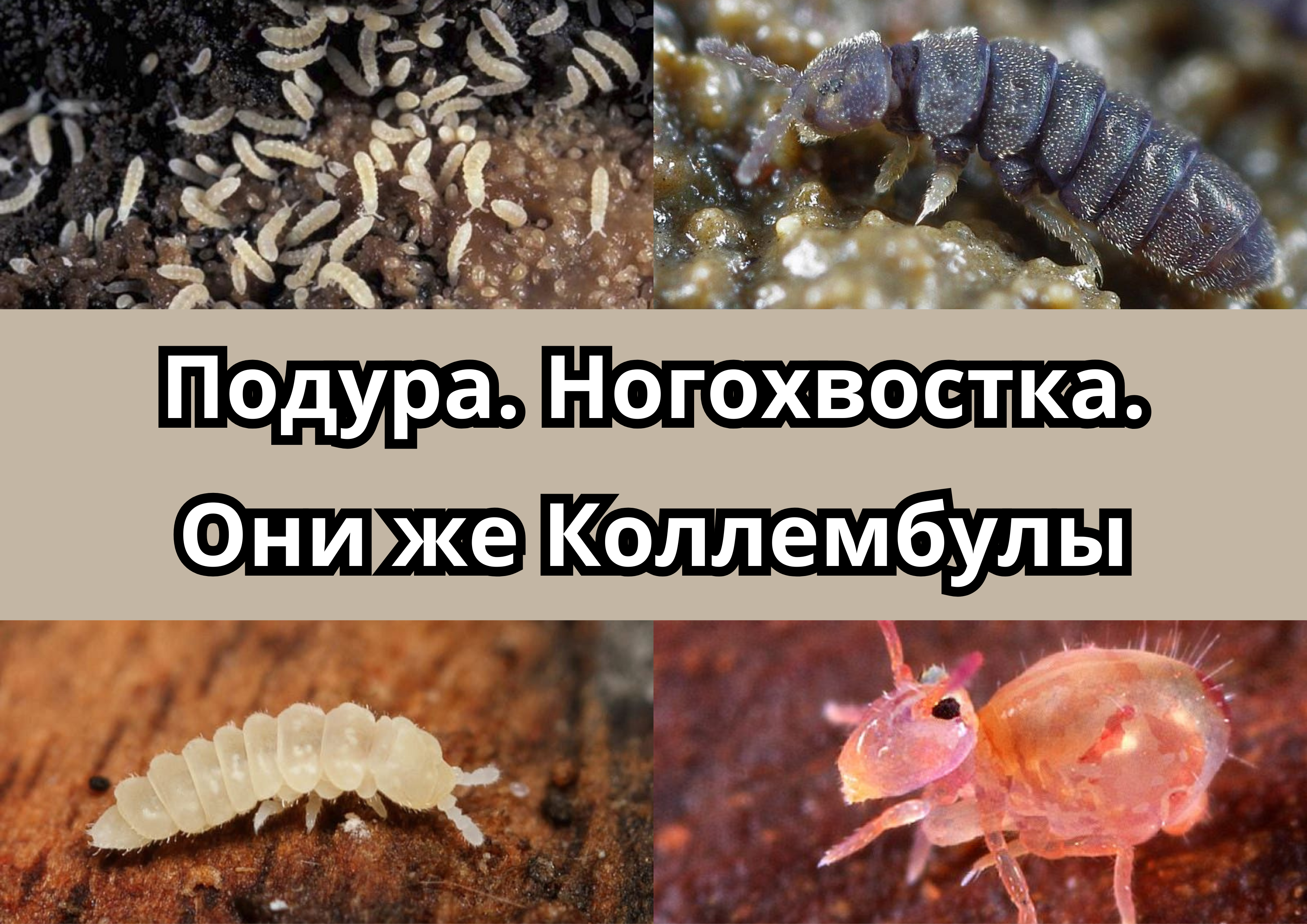 Коллемболы