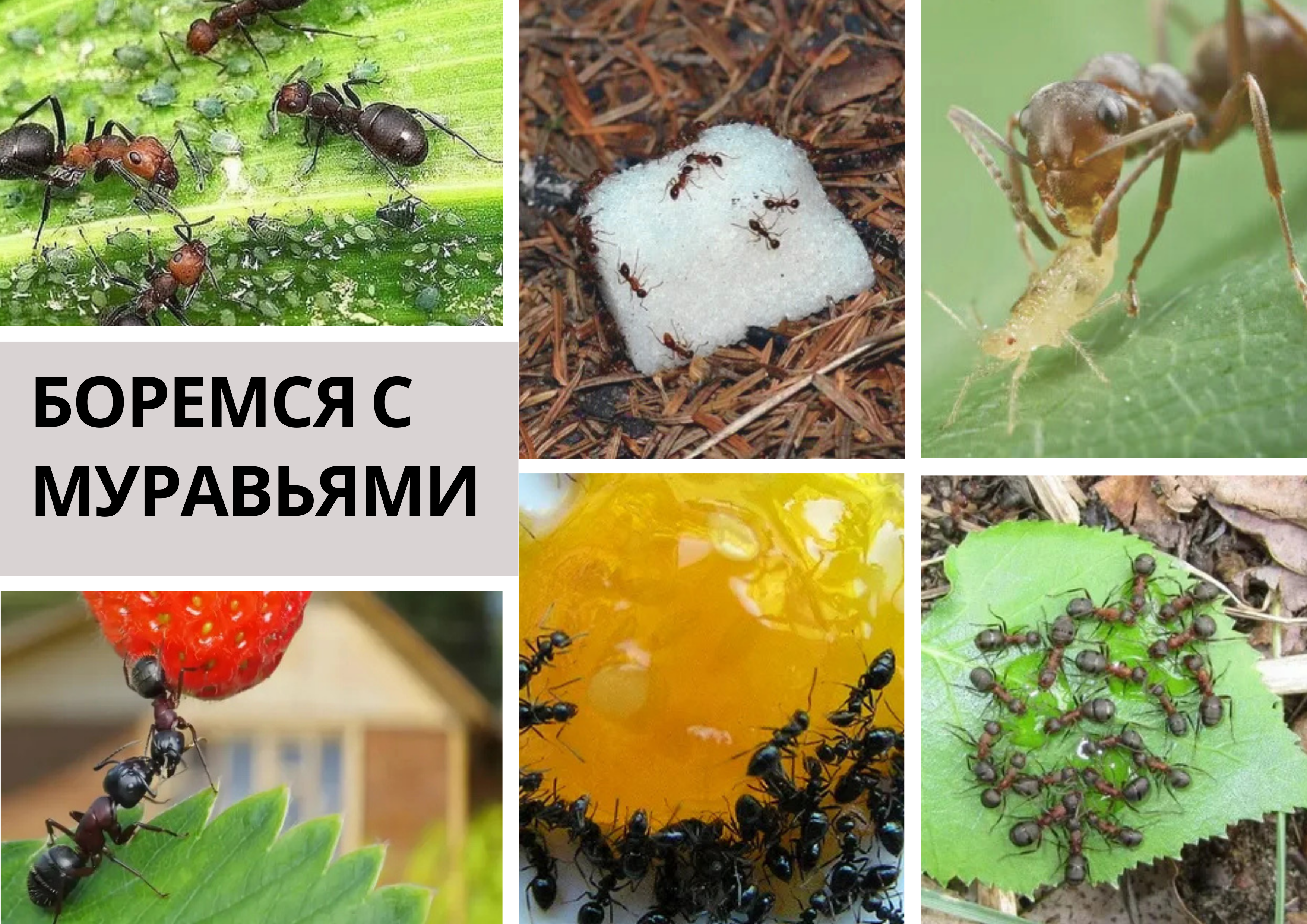МЕТОДЫ БОРЬБЫ С МУРАВЬЯМИ