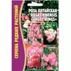 Роза китайская (ROSA CHINENSIS) ANGEL WINGS  10 шт РЕДКИЕ СЕМЕНА