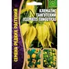 Клематис Тангутский 10 шт РЕДКИЕ СЕМЕНА