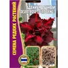 Адениум Тучный DESERT ROSE  PURPLEKING  3 шт РЕДКИЕ СЕМЕНА