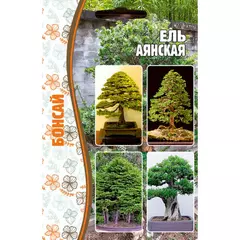Ель Аянская 10 шт РЕДКИЕ СЕМЕНА