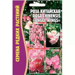Роза китайская (ROSA CHINENSIS) ANGEL WINGS  10 шт РЕДКИЕ СЕМЕНА