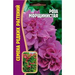 Роза Морщинистая 10 шт РЕДКИЕ СЕМЕНА
