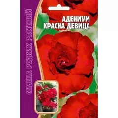 Адениум Красна Девица 3 шт РЕДКИЕ СЕМЕНА