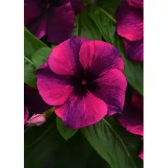 Катарантус (Винка) Тату Блэк Черри розовый F1 5 шт РЕДКИЕ СЕМЕНА