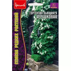 Гортензия Черешковая вьющаяся 20 шт РЕДКИЕ СЕМЕНА