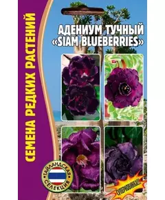 Адениум тучный SIAM BLUEBERRIES 3 шт РЕДКИЕ СЕМЕН
