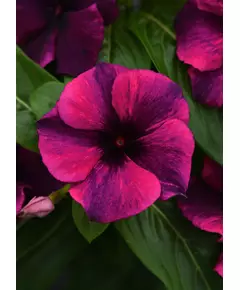 Катарантус (Винка) Тату Блэк Черри розовый F1 5 шт РЕДКИЕ СЕМЕНА