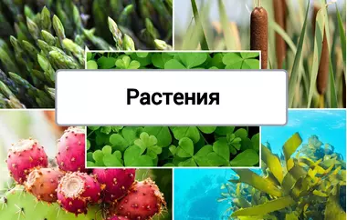 Растения