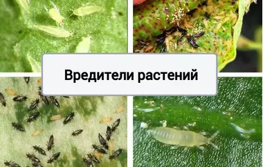 Вредители растений