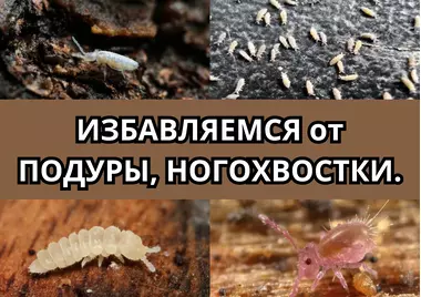 Избавляемся от подуры, коллемболы