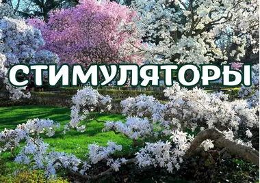 СТИМУЛЯТОРЫ