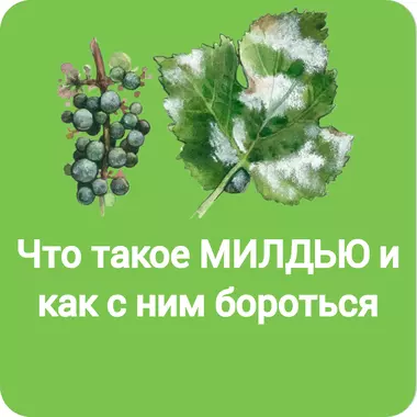 Что такое МИЛДЬЮ и как с ним бороться