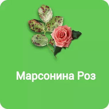 Марсонина Роз