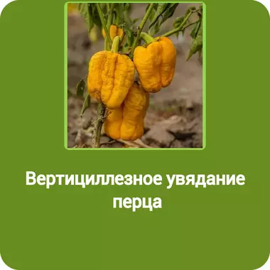 Вертициллезное увядание перца
