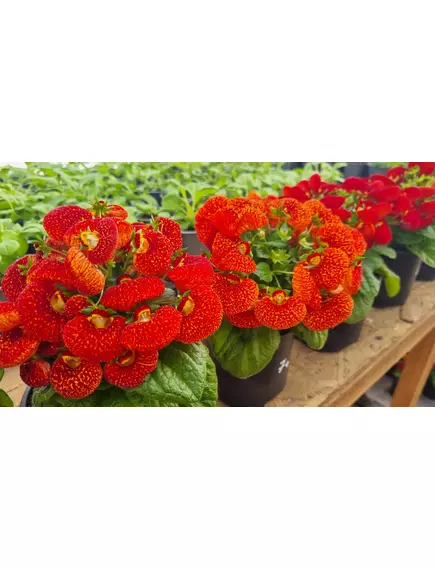 Кальциолярия микс 100 шт