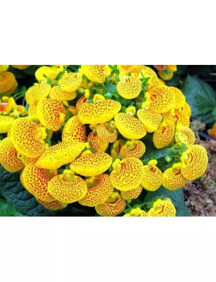 Кальциолярия микс 100 шт