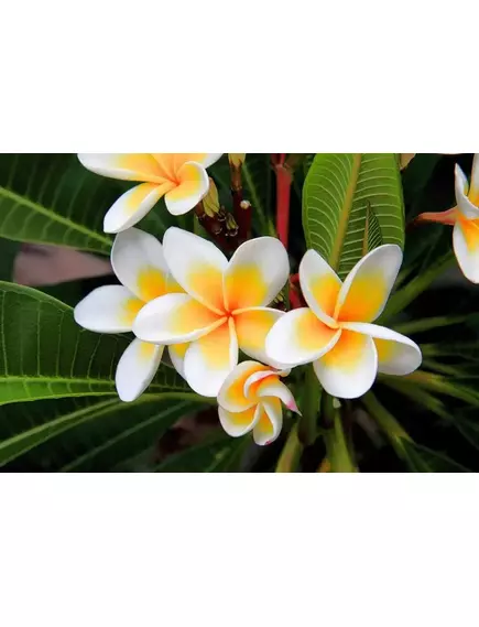 Плюмерия Манго 3 шт РЕДКИЕ СЕМЕНА